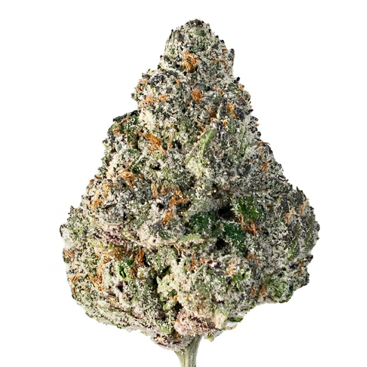Watermelon Gusherz (Hybrid)