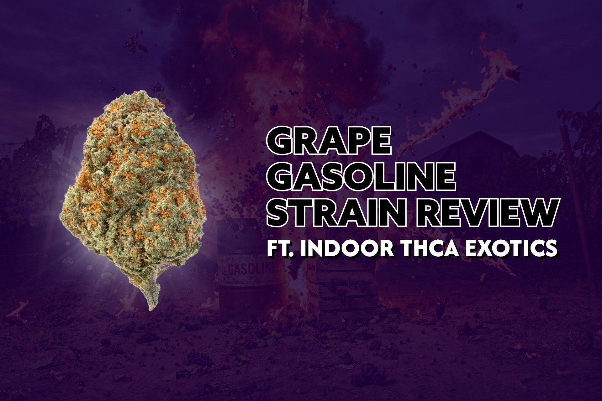 Grape Gasoline Strain Review Ft. Indoor THCa Exotics