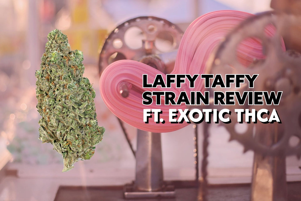 Laffy Taffy Strain Review Ft. Exotic THCa
