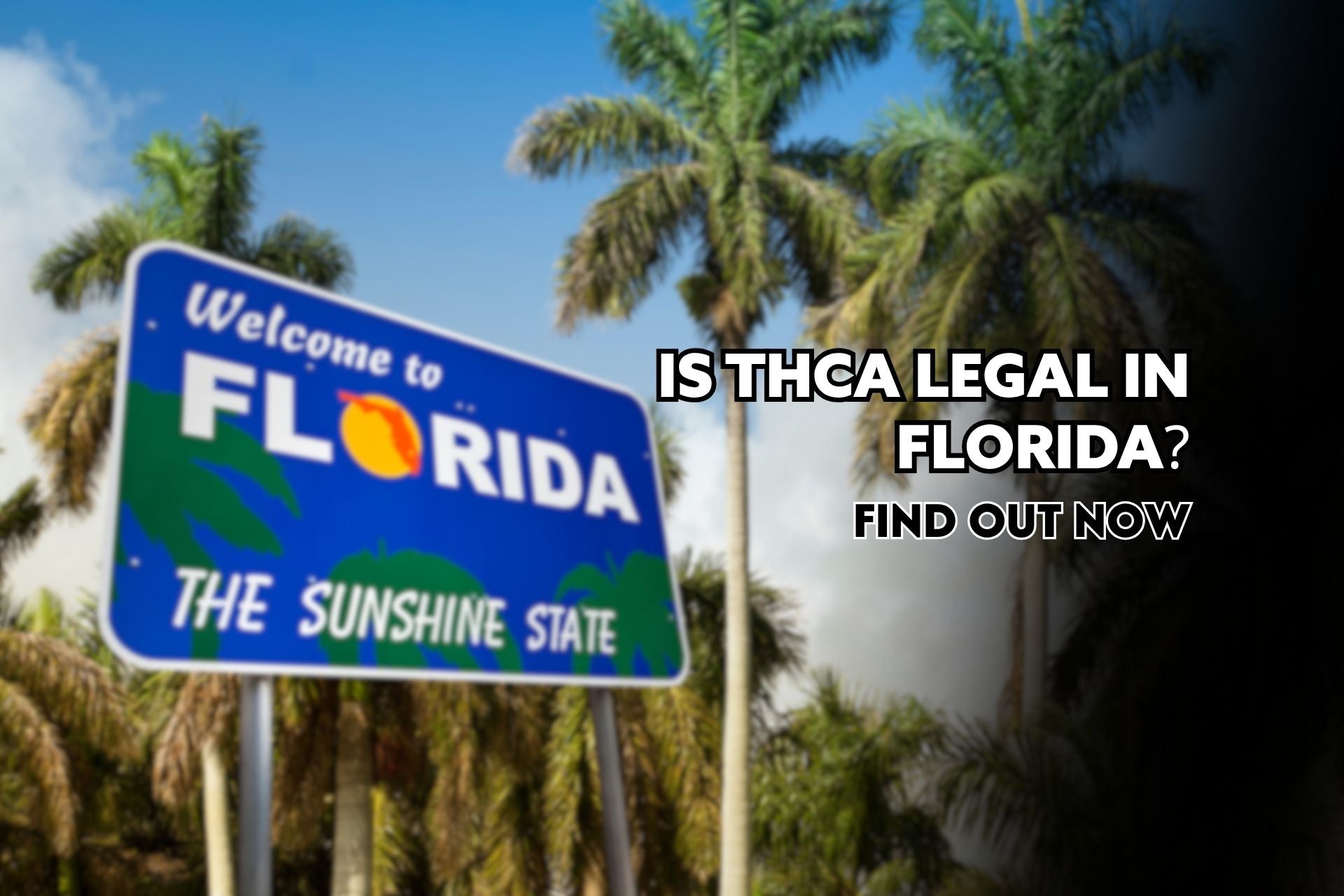 Is THCa Legal In Florida? Find Out Now
