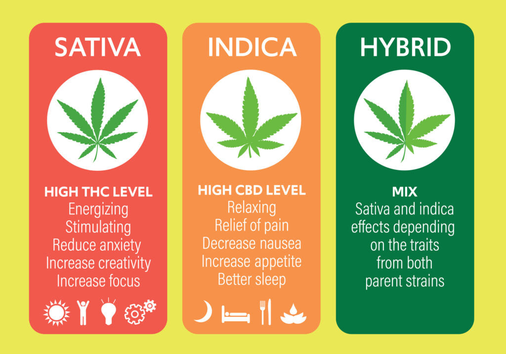 Sativa vs Indica vs Hybrid: Understanding the Differences, Benefits, and Effect