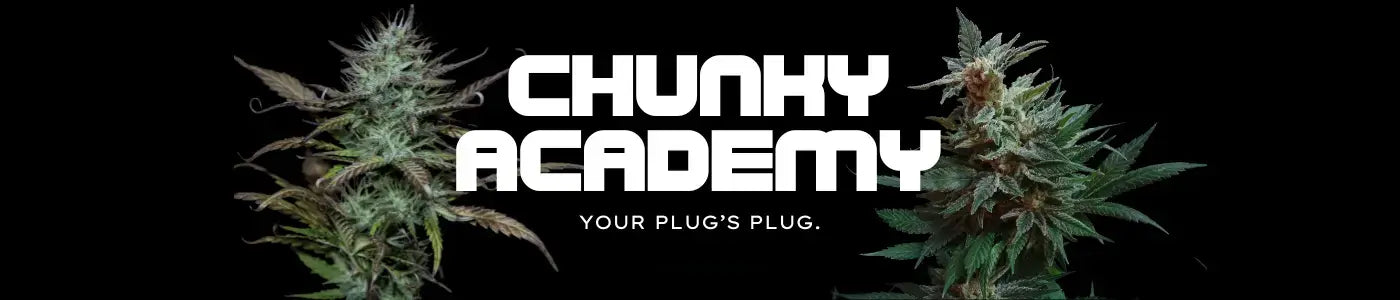 Where to Find THCA Flower in Georgia