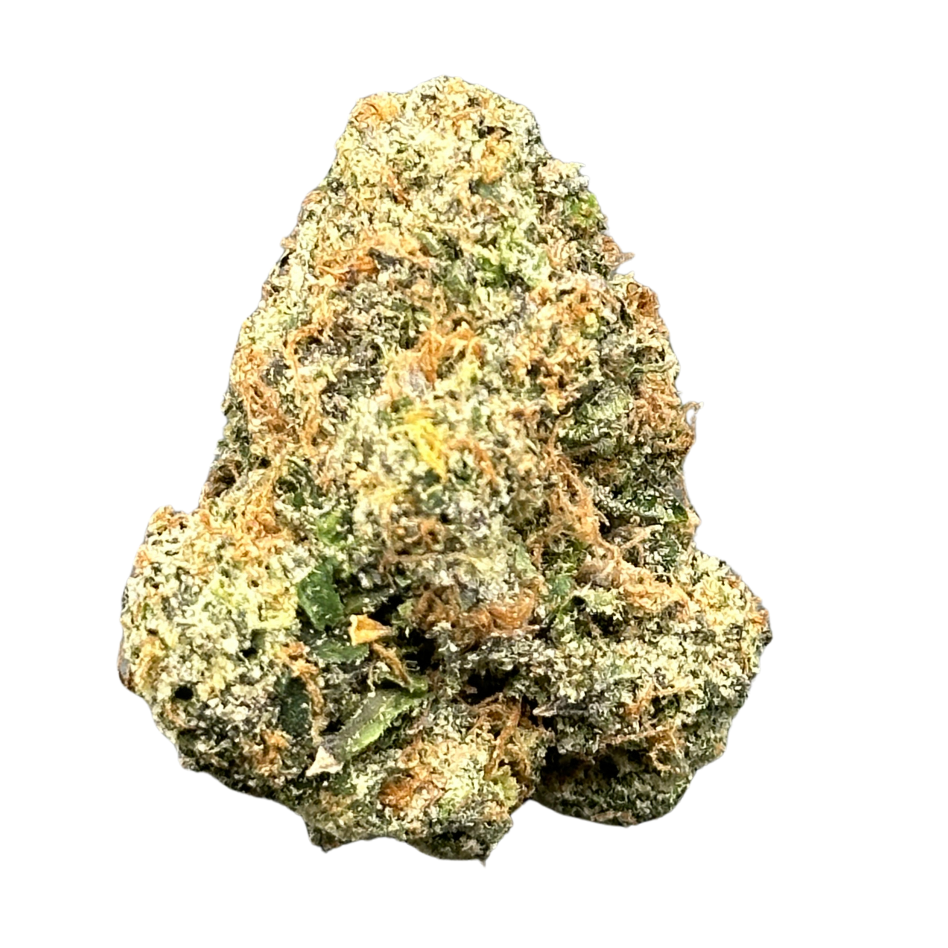 Orange Creamsicle (Hybrid)