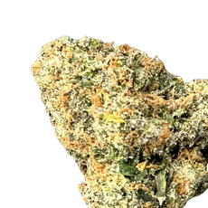 Orange Creamsicle (Hybrid)