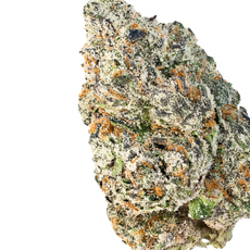 Watermelon Bubblegum (Hybrid)