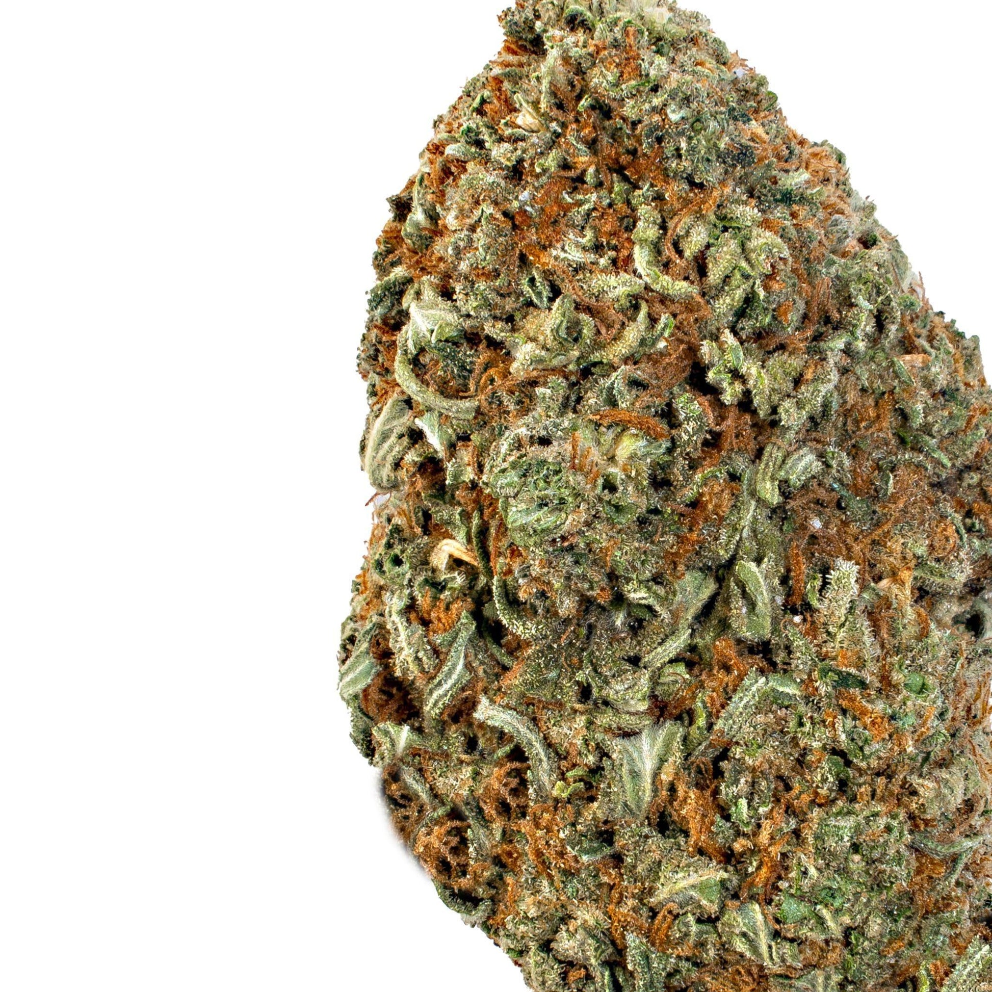 Rainbow Sherbet 11 (Hybrid)