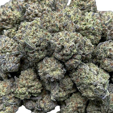 Sugar Halo(Small)-Hybrid